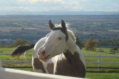 equita 2008 044